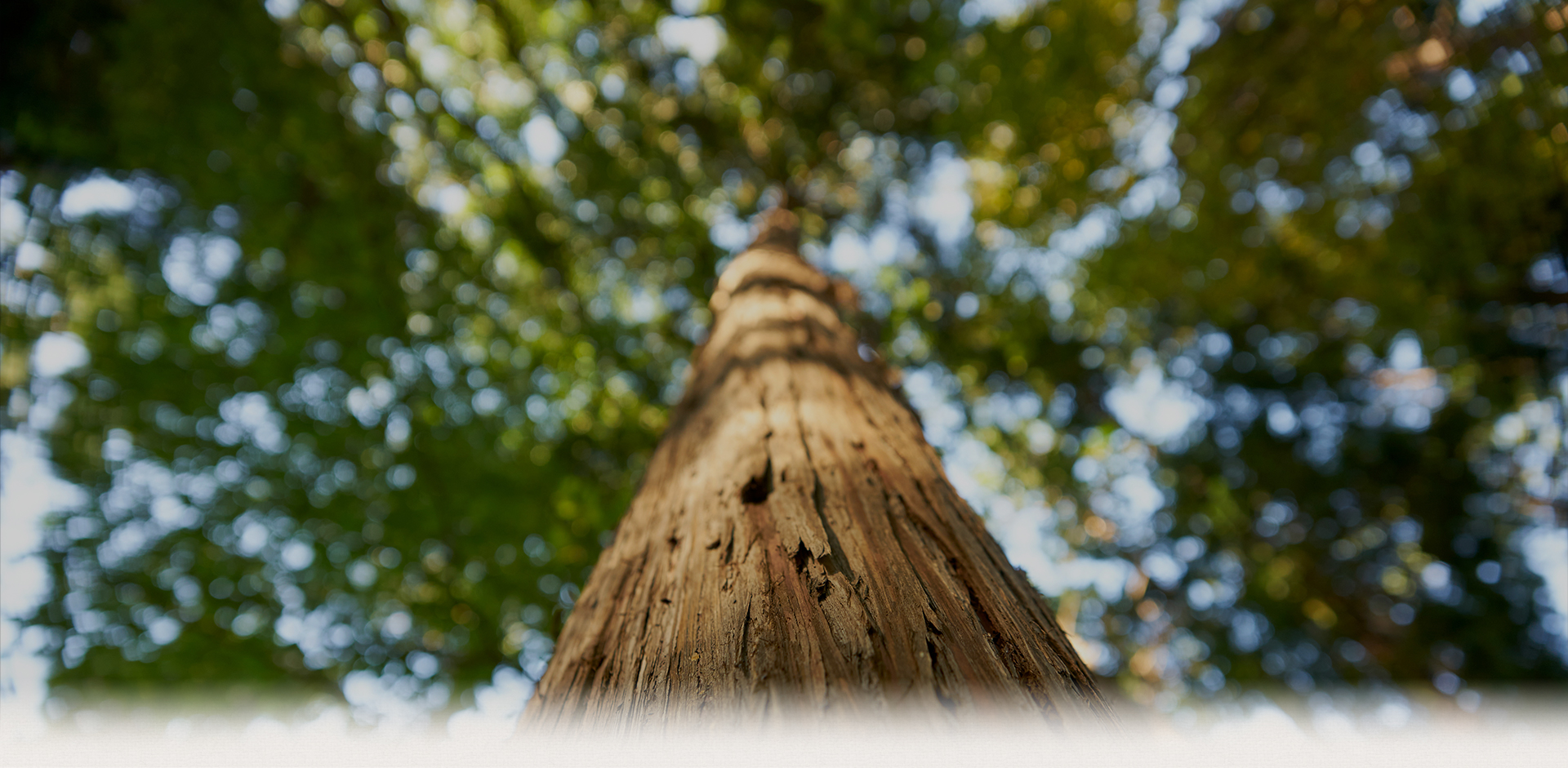 熊本産南郷檜 Green’s Label