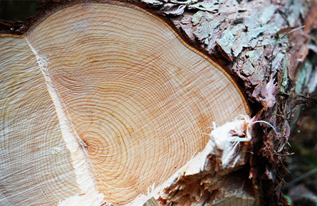 100年檜が彩る、上質な料理時間