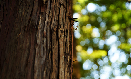 100年檜が彩る、上質な料理時間